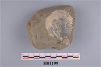 藏品(月形靜嫻蛤)的圖片